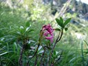Rhododendron hirsute