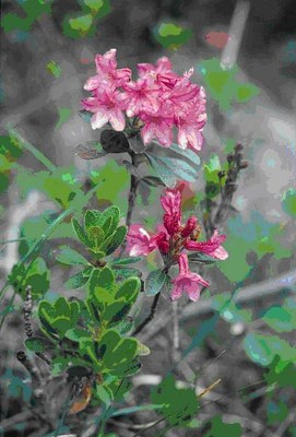 Rhododendron hirsute 