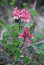 Rhododendron hirsute 