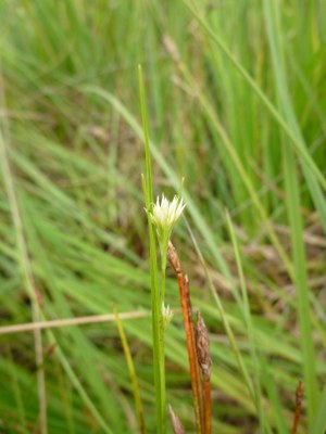 Rhynchospora blanc