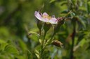 Rosier à petites fleurs