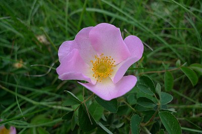 Rosier de France