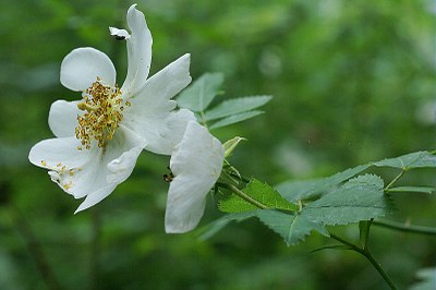 Rosier des champs