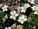 Sabine à deux fleurs