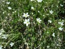 Sabine à grandes fleurs