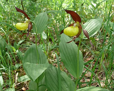 Sabot de Vénus