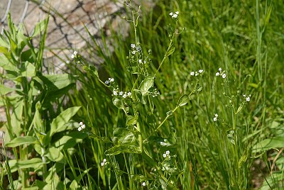 Samole de Valerand