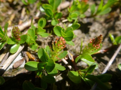 Saule à feuilles émoussées