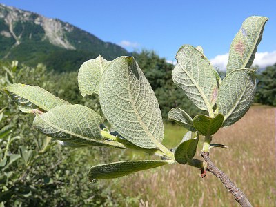 Saule cendré