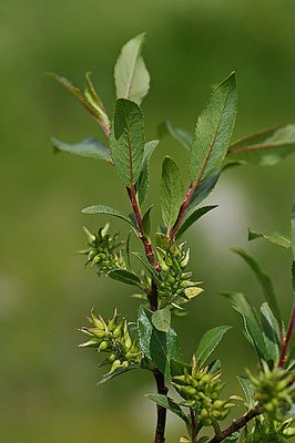 Saule noircissant