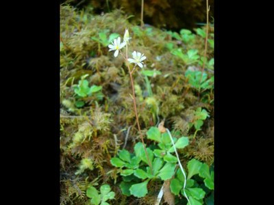 Saxifrage à feuilles en coin