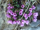 Saxifrage à feuilles opposées