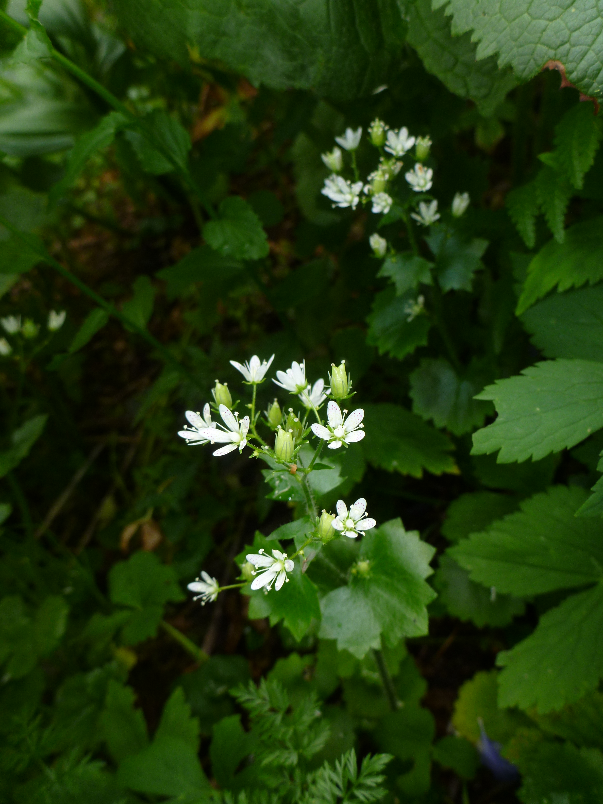 Saxifrage à feuilles rondes — Connaître et préserver la flore de Haute-Savoie  - Asters