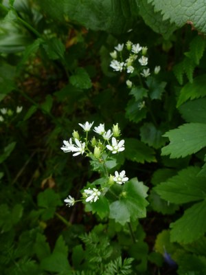 Saxifrage à feuilles rondes