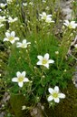 Saxifrage à trois doigts