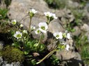 Saxifrage androsace