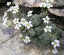 Saxifrage bleuâtre