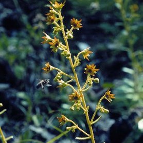 Saxifrage changeante 