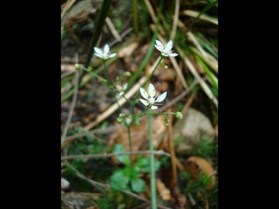 Saxifrage étoilée