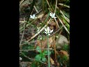 Saxifrage étoilée