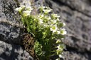 Saxifrage fausse mousse