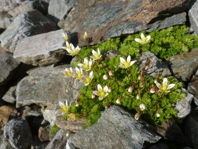 Saxifrage faux bryum