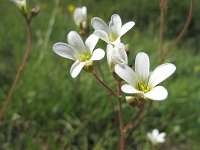 Saxifrage granulée