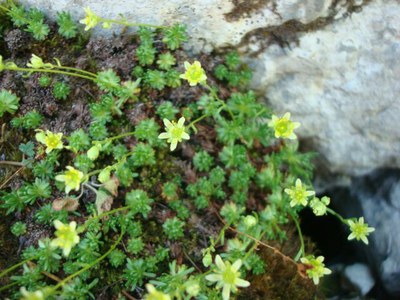 Saxifrage musquée