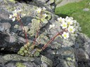 Saxifrage paniculée