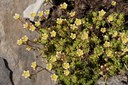 Saxifrage sillonnée