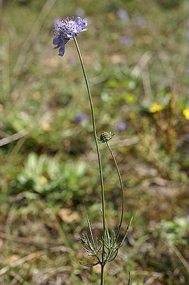 Scabieuse blanchâtre