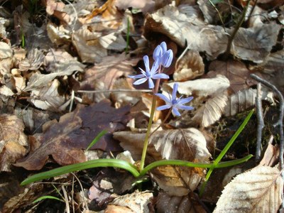 Scille à deux feuilles