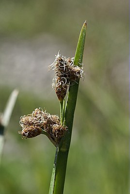 Scirpe à tiges trigones