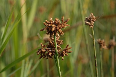 Scirpe de Tabernaemontanus