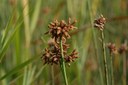 Scirpe de Tabernaemontanus