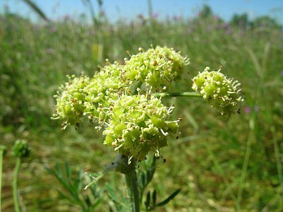 Fenouil des chevaux