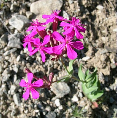 Silène Armeria