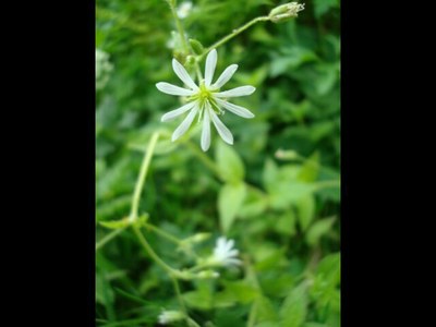 Stellaire à feuilles de graminée