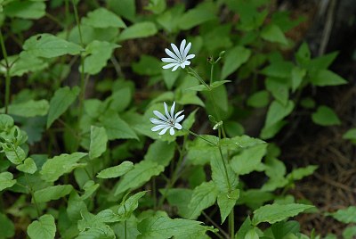 Stellaire des bois