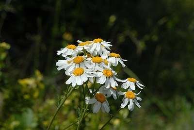 Tanaisie en corymbe