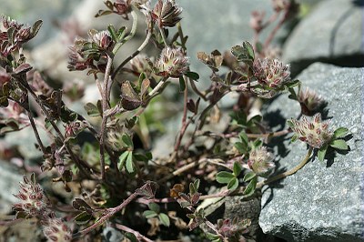 Trèfle des rochers