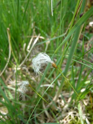 Trichophore des Alpes