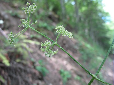 Trochiscanthe nodiflore