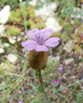 Tunique prolifère