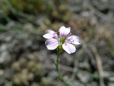 Tunique saxifrage