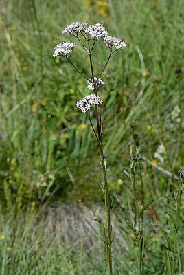 Valériane officinale