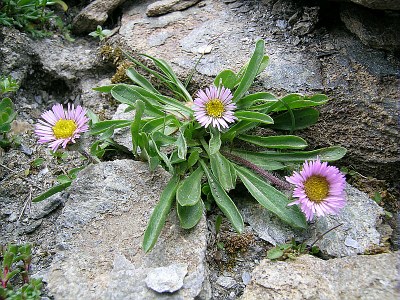 Vergerette des Alpes