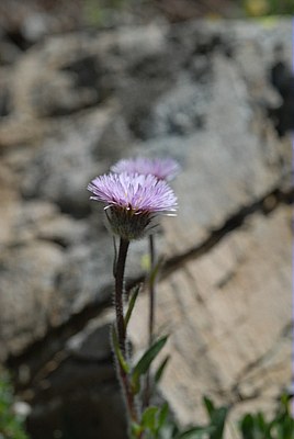 Vergerette glauque