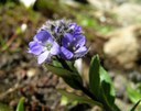 Véronique des Alpes