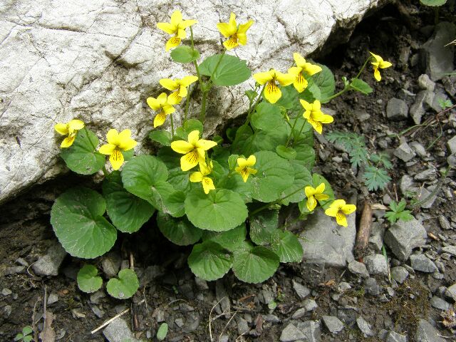 Violette à deux fleurs — Connaître et préserver la flore de Haute-Savoie -  Asters